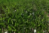 Sukces lustracyjny na polach kukurydzy
