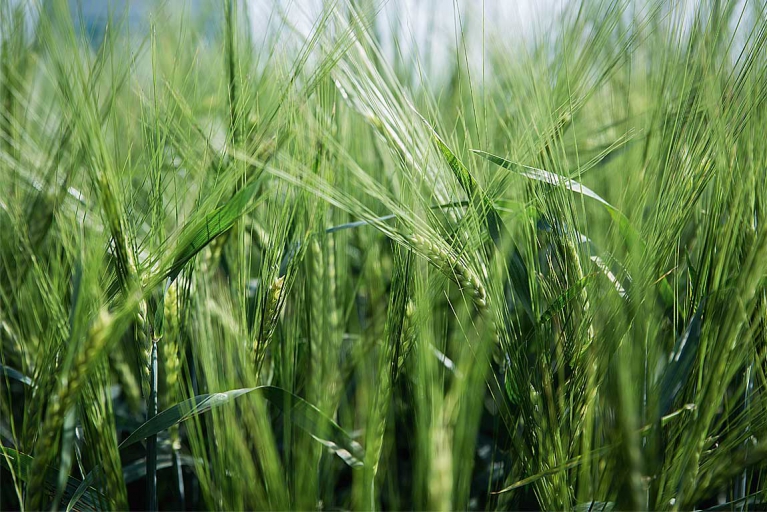 Korzyści z kwalifikowanego materiału siewnego Nasze Nasiona